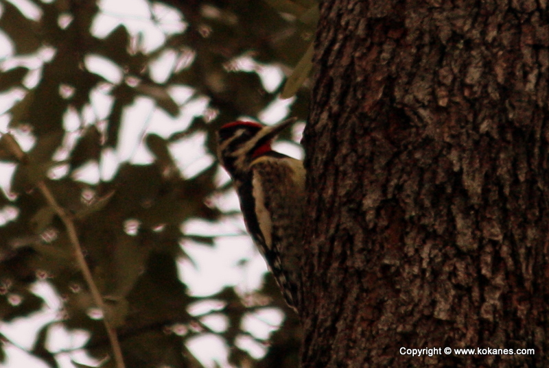 Red-naped Sapsucker